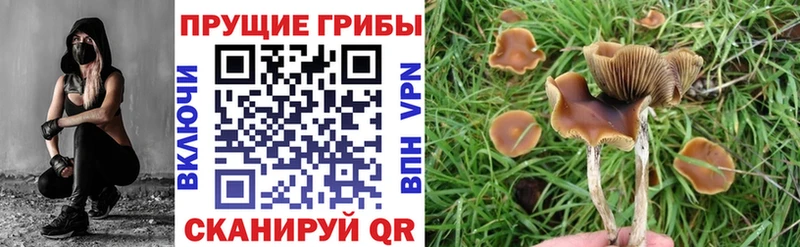 Галлюциногенные грибы Psilocybine cubensis Динская